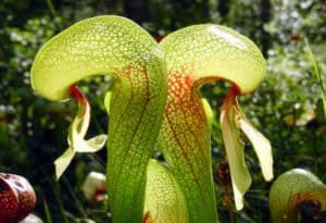 Cobra Lily, Darlingtonia californica