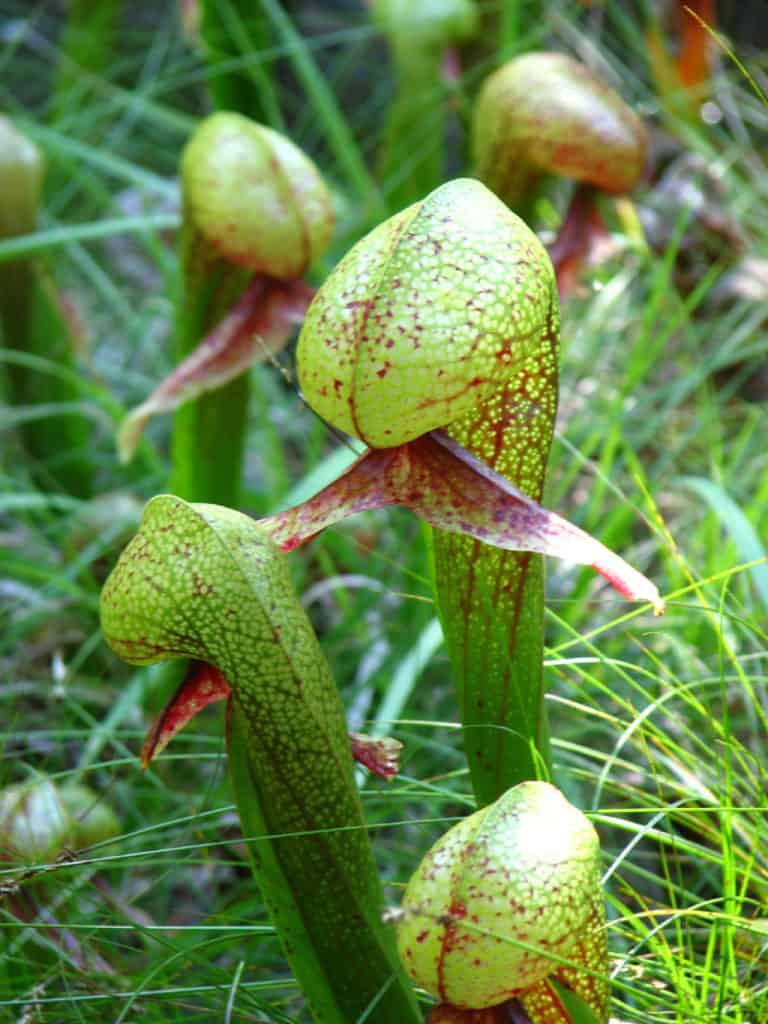 Cobra Lily, Darlingtonia californica