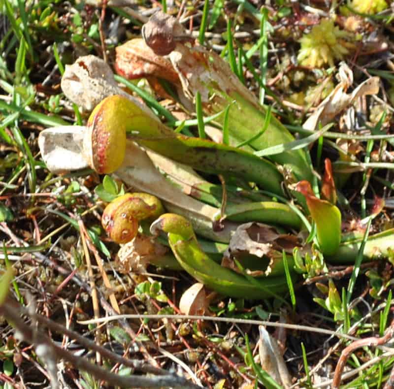 Cobra Lily, Darlingtonia californica