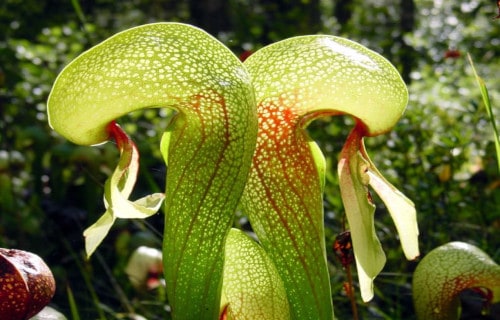 6 Magnificent Carnivorous Plants