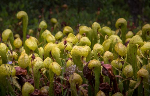 Cobra Lily, Darlingtonia californica