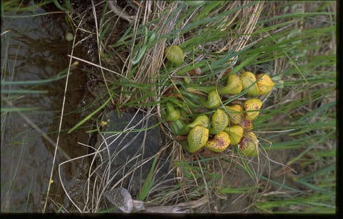 Cobra Lily, Darlingtonia californica