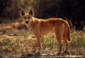 ghost gum flower Dingo, Canis dingo