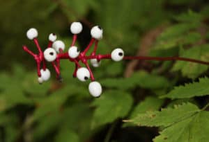 Doll's Eye, Actaea pachypoda