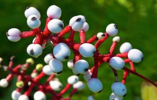 Doll's Eye, Actaea pachypoda