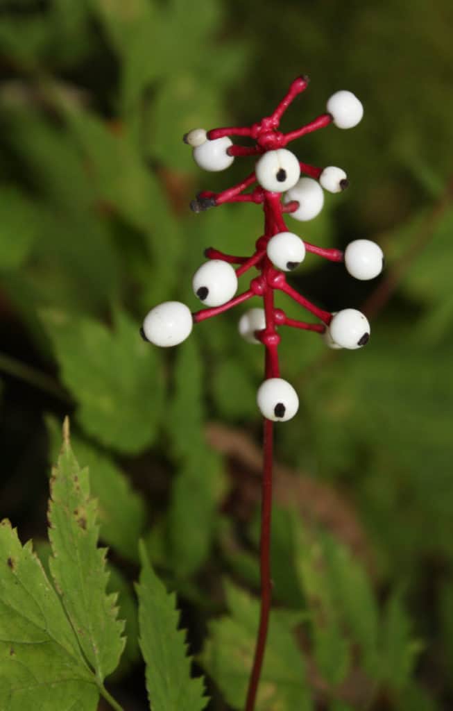 Doll's Eye l Weird Toxic Plant Our Breathing