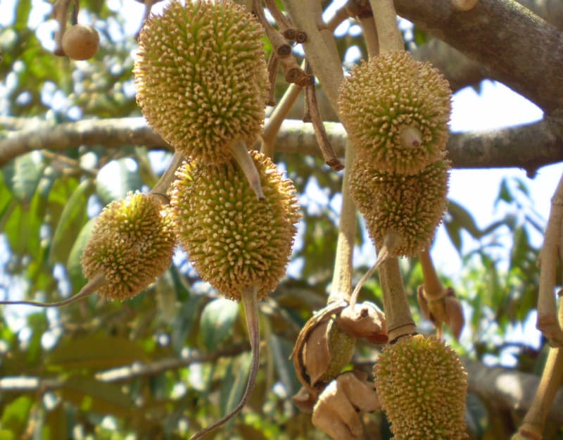 Durian, Durio zibethinus