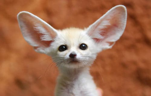 5 Fantastic Fauna of Tunisia