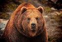 Grizzly Bear, Ursus arctos ssp.