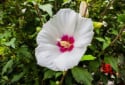 Hawaiian White Hibiscus, Hibiscus waimeae