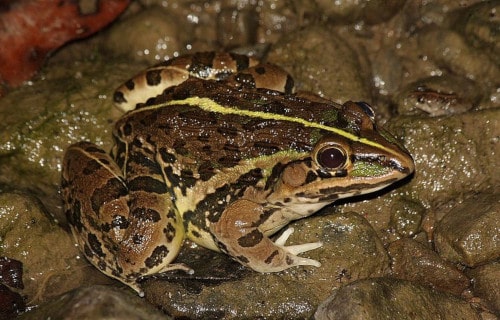 7 Unbelievable Amphibians