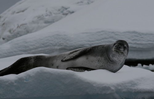 5 Amazing Mammals of Antarctica