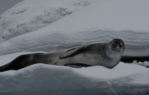 7 Astounding Polar Creatures