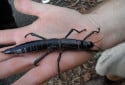 Lord Howe Island Stick Insect, Dryococelus australis