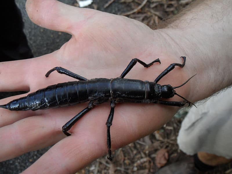 Lord Howe Island Stick Insect, Dryococelus australis