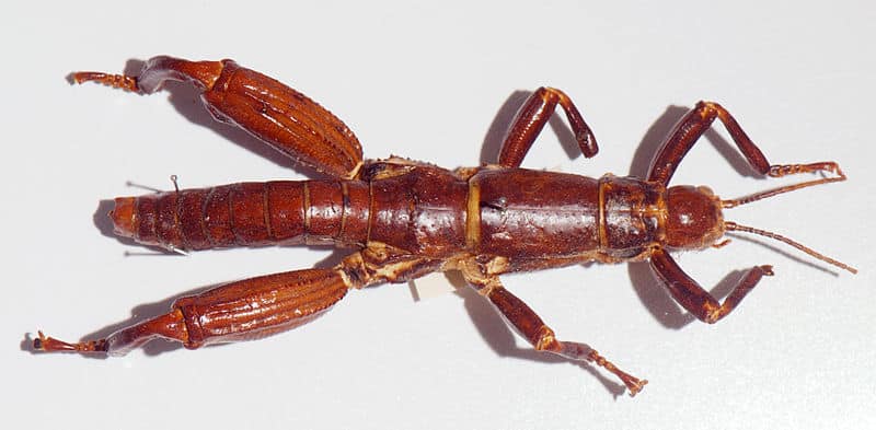 Lord Howe Island Stick Insect, Dryococelus australis