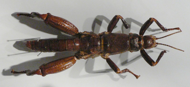 Lord Howe Island Stick Insect, Dryococelus australis