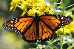Monarch Butterfly, Danaus plexippus