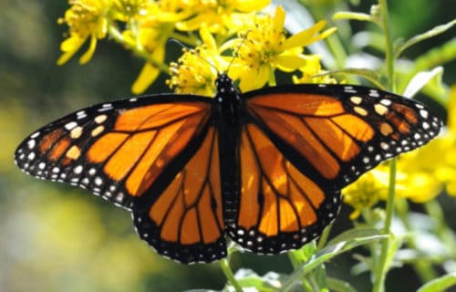 5 Awesome Australian Lepidoptera