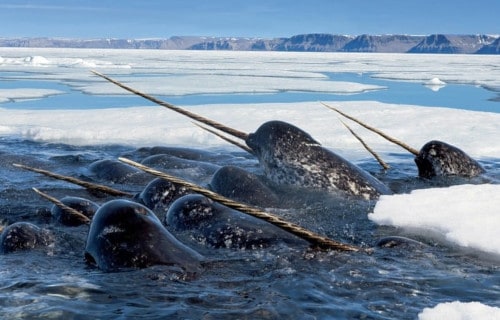 10 Remarkable Rare Cetaceans