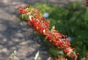 Nevin's Barberry, Mahonia nevinii