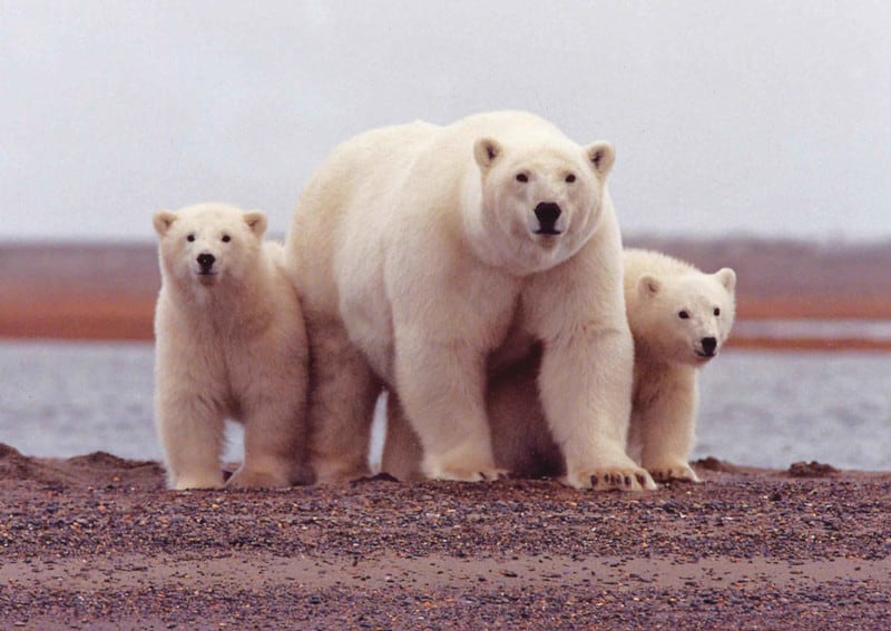 Polar Bear, Ursus maritimus