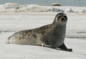 7 Astounding Polar Creatures