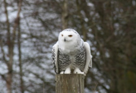 Snowy Owl, Bubo scandiacus