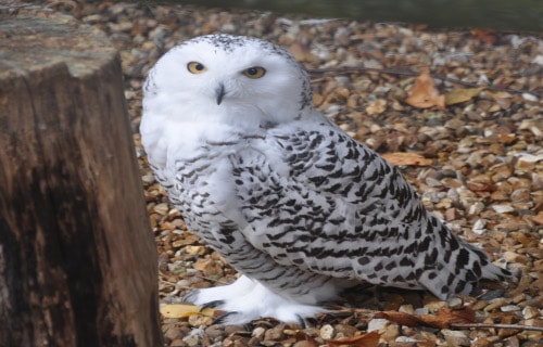 Snowy Owl, Bubo scandiacus