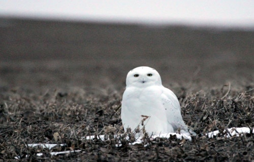 Snowy Owl, Bubo scandiacus