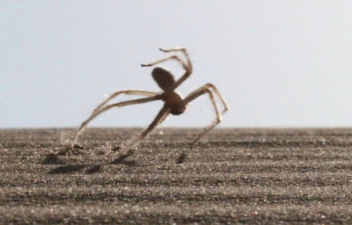 Somersaulting Spider, Cebrennus rechenbergi