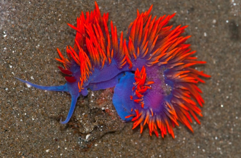 Spanish Shawl, Flabellinopsis iodinea