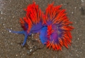 Spanish Shawl, Flabellinopsis iodinea