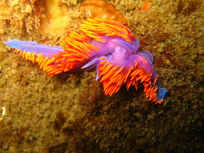 Spanish Shawl, Flabellinopsis iodinea