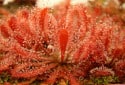 Sundew, Drosera