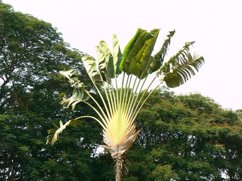 Traveller's Palm, Ravenala