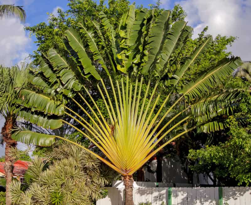 traveller palm plant