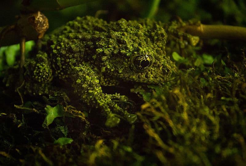 Vietnamese Mossy Frog, Theloderma corticale