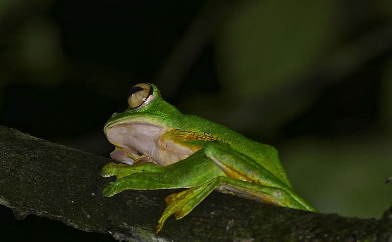 Wallace's Flying Frog, Rhacophorus nigropalmatus