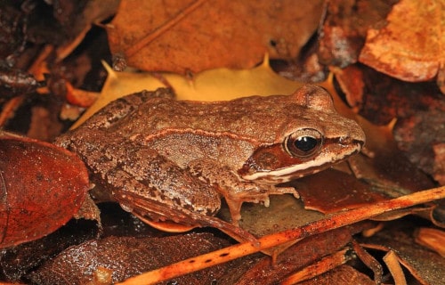 7 Unbelievable Amphibians