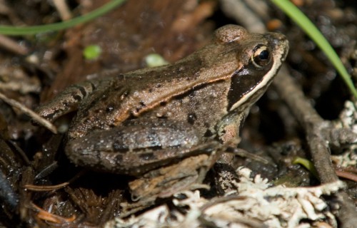 7 Unbelievable Amphibians