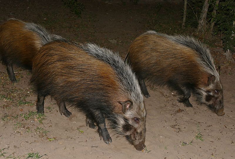 African Bush Pig, Potamochoerus larvatus