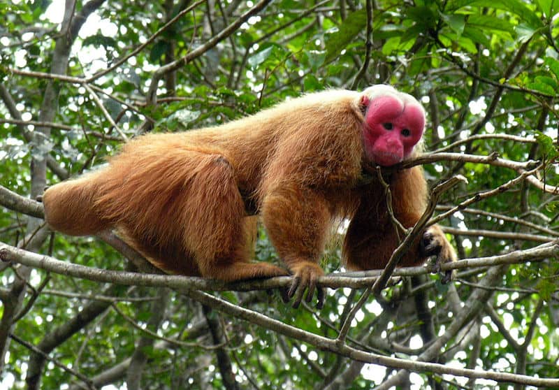 Bald Uakari, Cacajao calvus