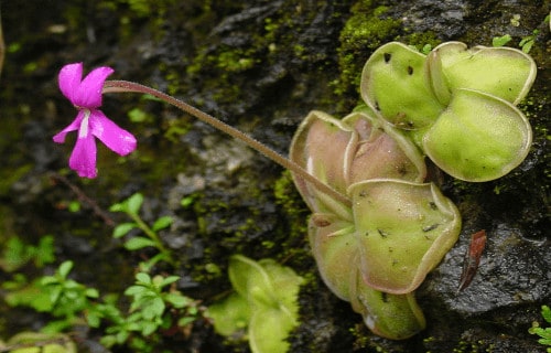 6 Magnificent Carnivorous Plants