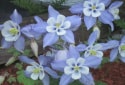 Colorado Columbine, Aquilegia coerulea