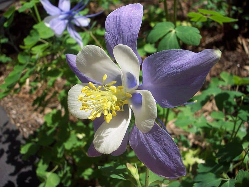 Colorado Columbine, Aquilegia coerulea