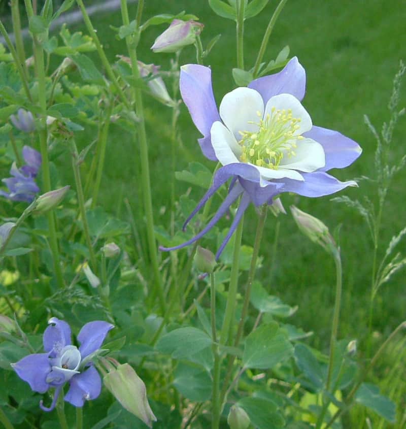 Colorado Columbine, Aquilegia coerulea