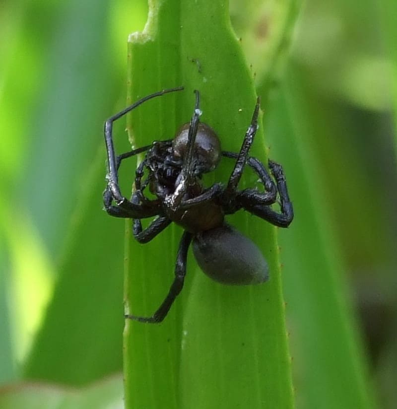 Diving Bell Spider, Argyroneta aquatica