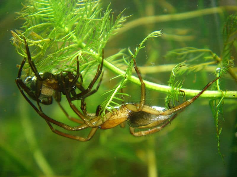 Diving Bell Spider, Argyroneta aquatica