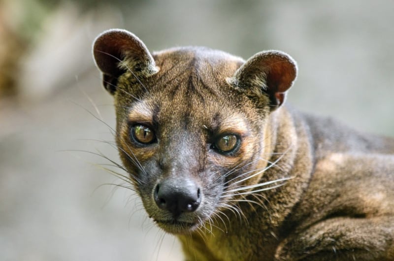 4 Marvelous Mammals of Madagascar
